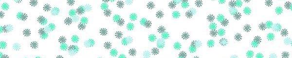 Wintergreen Daisy