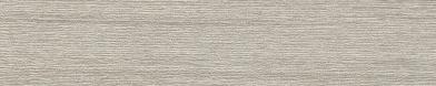 Ascot Elm